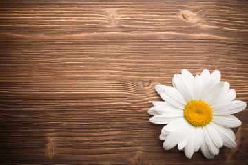 Camomile flower.