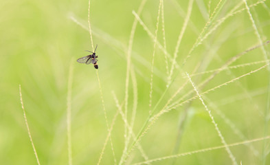 fly in rice field