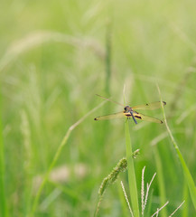 Dragon fly in rice field