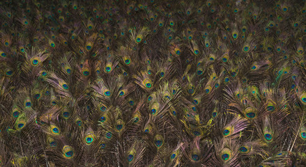 Obraz premium Multitude of peacock feathers glowing in the dark