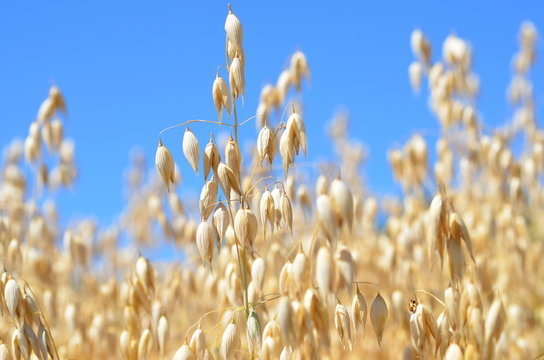 Weisshafer mit blauem Himmel