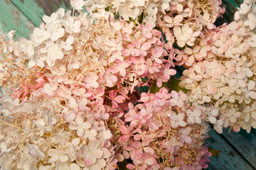 pink hydrangea floral fragment