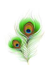 vector illustration of Colorful Peacock Feather against white