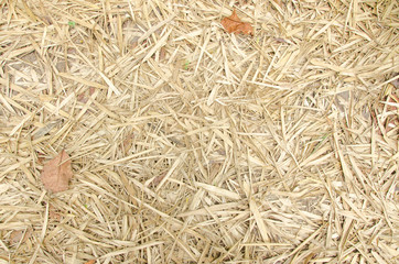 Background bamboo leaves on the ground.
