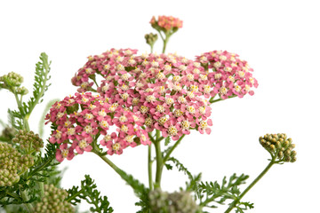 Schafgarbe (Achillea) © womue