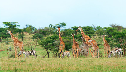 Wild Giraffes in the savanna