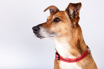 Portrait of Observant dog