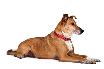 Obraz premium Portrait of Observant dog