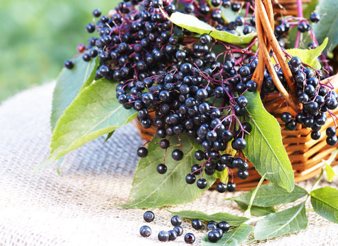 Schwarze Holunderbeeren im K&ouml;rbchen, Copyspace