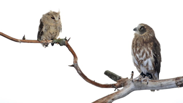 Indian scops owl and souther boobook perched on a branch