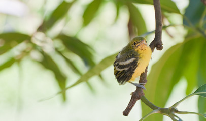 Flapper Striped Tit-Babbler In nature.