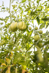 Green tomatoes growing in the garden