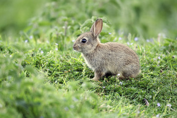 Rabbit, Oryctolagus cuniculus