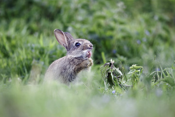 Rabbit, Oryctolagus cuniculus