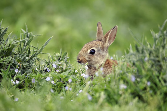 Rabbit, Oryctolagus Cuniculus