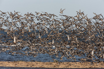 Knot, Calidris canutus
