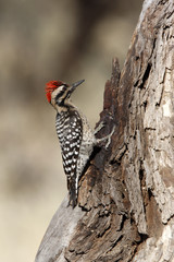Ladder-backed woodpecker, Picoides scalaris