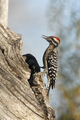 Ladder-backed woodpecker, Picoides scalaris