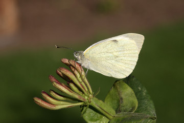 Large white butterfly, Pieris brassicae