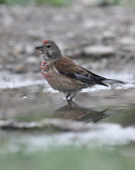 Linnet, Carduelis cannabina,