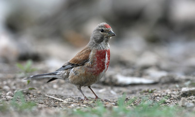 Linnet, Carduelis cannabina,
