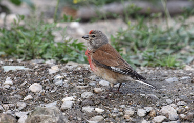 Linnet, Carduelis cannabina,
