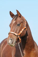 Quarter Horse Wallach