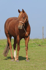 Fototapeta premium Quarter Horse Wallach