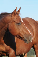 Obraz premium Quarter Horse Stute