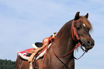 Pony mit Westernausrüstung
