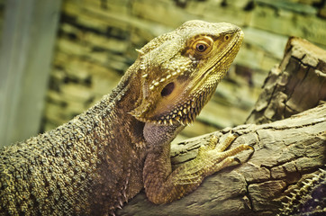 bearded dragons (pogona vitticeps)