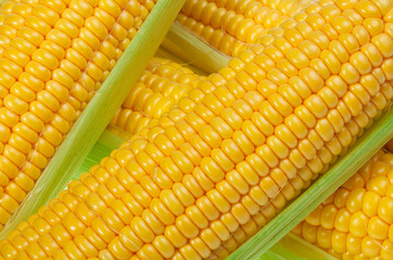 Grains of ripe corn