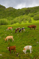 Fototapeta na wymiar cattle herd on a mountain pasture