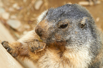 Marmot