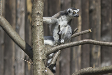 Ring-tailed lemur