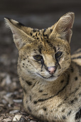 serval, The African cat