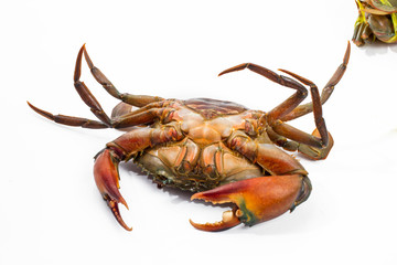 crab
