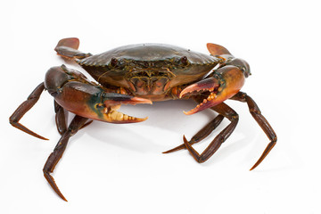 crab