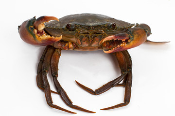 crab