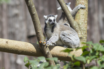 Ring-tailed lemur