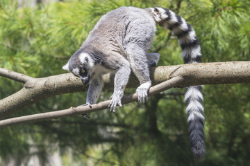 Ring-tailed lemur
