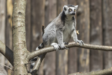 Ring-tailed lemur