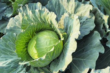 Fresh green cabbage