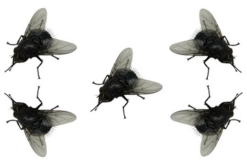Fly