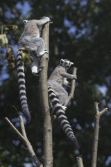 Ring-tailed lemur