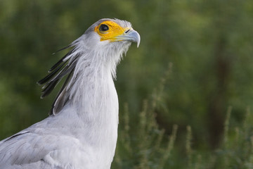 Secretary Bird  (Sagittarius Serpentarius)