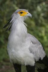 Secretary Bird  (Sagittarius Serpentarius)