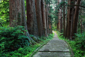 Obraz premium 羽黒山参道杉並木