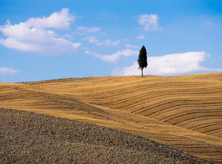 Typical Tuscan landscape - lone cypress tree in evening light
