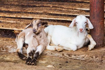 Naklejka na ściany i meble Young goats in farm